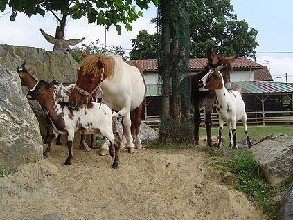 La Ferme Des 4 Chenes Hotel Urt Buitenkant foto